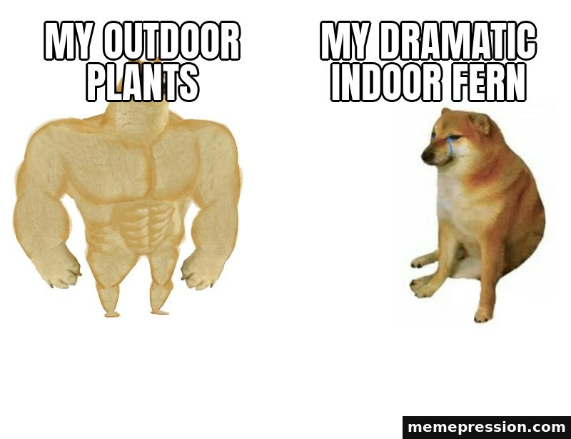 Buff Doge vs. Cheems meme: My outdoor plants / My dramatic indoor fern
