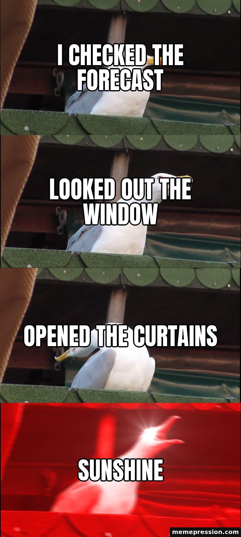 Inhaling Seagull meme: I checked the forecast / Looked out the window / Opened the curtains / SUNSHINE