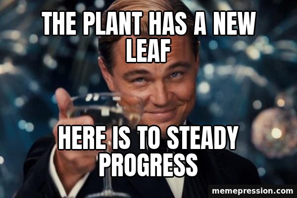 Leonardo DiCaprio Cheers meme: The plant has a new leaf / Here is to steady progress