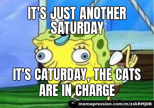 It's just another Saturday / iT's CaTuRdAy, ThE cAtS aRe In ChArGe