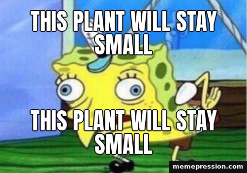 Mocking SpongeBob meme: This plant will stay small / tHiS pLaNt WiLl StAy SmAlL