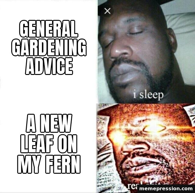 Sleeping Shaq meme: General gardening advice / A new leaf on my fern