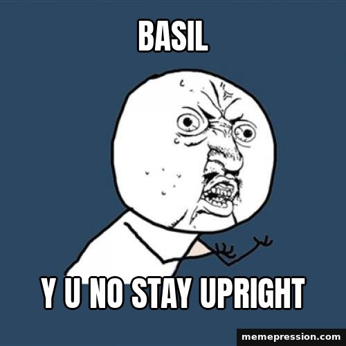 Y U NO meme: Basil / Y u no stay upright